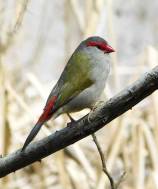 Red-browed Finch at a local park