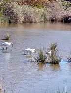 Phone photo of Spoonbills at Oaklands Wetlands