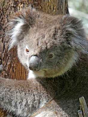 Young Koala near our house
