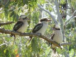 Kookaburra Family
